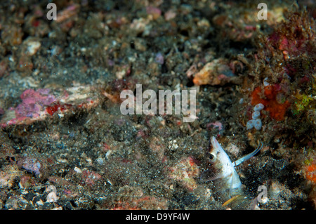 Durchbohren Fangschreckenkrebse, Fisch-Lysiosquilloides Sp., Math in Burrow, Lembeh Strait, Sulawesi, Indonesien Stockfoto