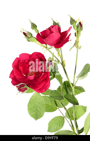 Blumen rot Kletterrose isoliert auf weißem Hintergrund Stockfoto