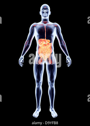 Den Darm. 3D gerendert anatomische Abbildung. Stockfoto