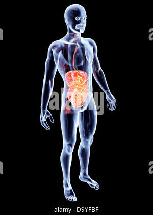 Den Darm. 3D gerendert anatomische Abbildung. Stockfoto