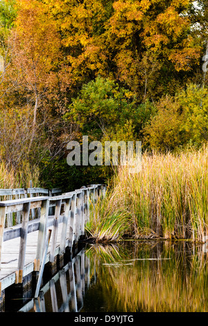 An Bord gehen über ein Feuchtgebiet von Springbrook Nature Center. Stockfoto