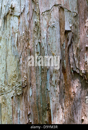 Ungewöhnliche farbige Rinde von einem australischen leichte Baum Stockfoto