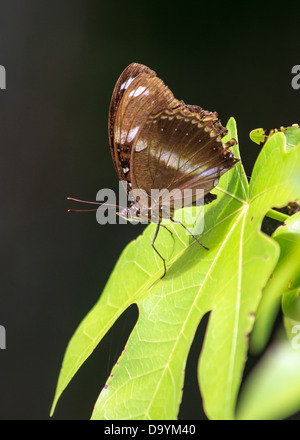 Ein Brauner Schmetterling auch bekannt als die abwechslungsreiche Eggfly oder Blue Moon Butterfly, ruht auf einem großen hellen grünen Blatt Stockfoto