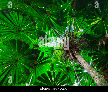 Hans nach oben in einen großen Ventilator-Palme im Daintree Rainforest, Queensland, Australien Stockfoto