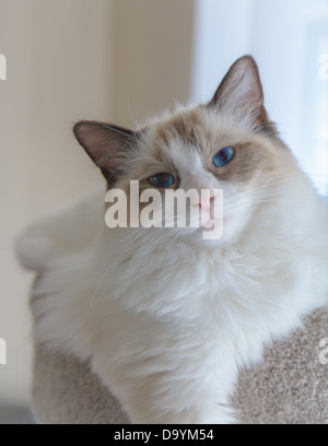 Eine entzückende Dichtung Ragdoll Kätzchen posiert in weiches Tageslicht. Stockfoto