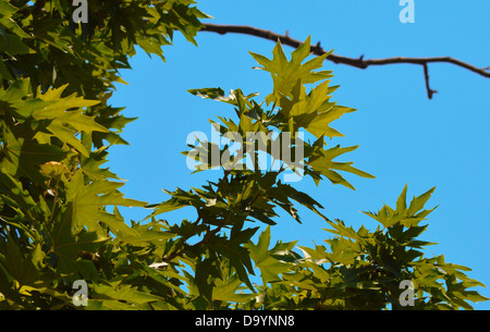 Platanus Orientalis, durchscheinend, Blätter, Natur, tropischer Baum, grün Stockfoto