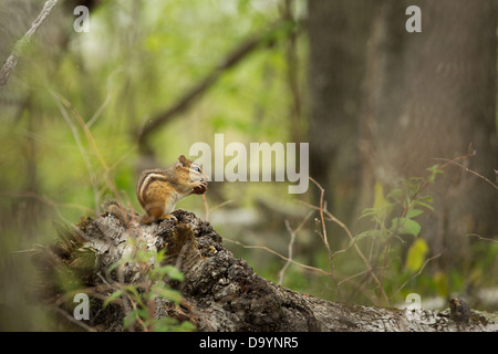 Östliche Chipmunk Essen eine Eichel in einem nördlichen Wald Stockfoto