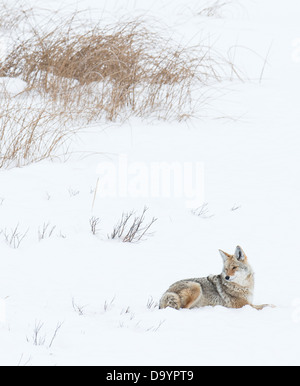 Kojote (Canis Latrans) Stockfoto