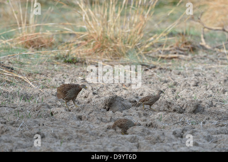 Doppel-angespornt Francolin (Francolinus Bicalcaratus) Herde Konkombouri - Burkina Faso Stockfoto