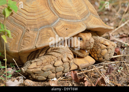 African angespornt - afrikanischen Sporn Oberschenkel Schildkröte - Schildkröte Sulcata Schildkröte (Geochelone Sulcata - Centrochelys Sulcata) Stockfoto