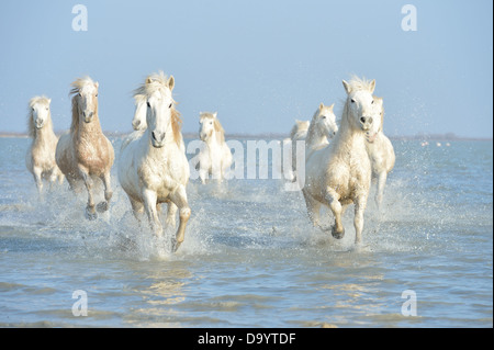 Camargue-Pferd (Equus Caballus) Herde Pferde laufen im Wasser im Winter Camargue - Frankreich Stockfoto