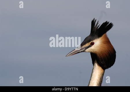 Große Crested Grebe (Podiceps Cristatus) Porträt eines Erwachsenen anzeigen Brüssel - Belgien Stockfoto