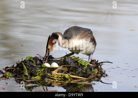 Großes Crested Grebe (Podiceps Cristatus) Erwachsenen Standing auf schwimmenden Nest mit zwei Eiern Brüssel - Belgien Stockfoto