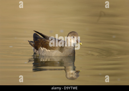 Teichhühner - gemeinsame Gallinule (Gallinula Chloropus - Fulica Chloropus) unreif auf der Suche nach Nahrung in einem Sumpf im Herbst Stockfoto