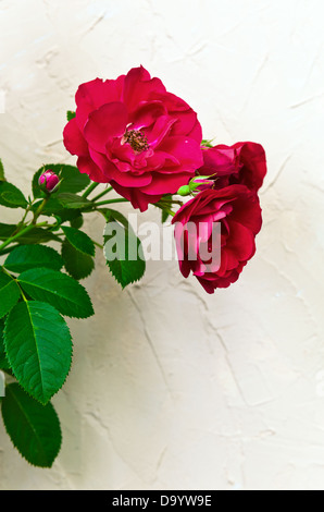 Bush von einer roten Rose vor einem Beige Wand Stockfoto