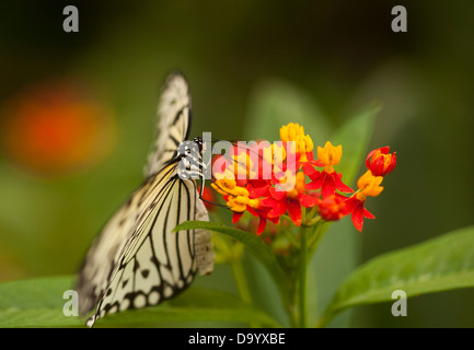 Weißen Baum Nymphe Schmetterling Stockfoto