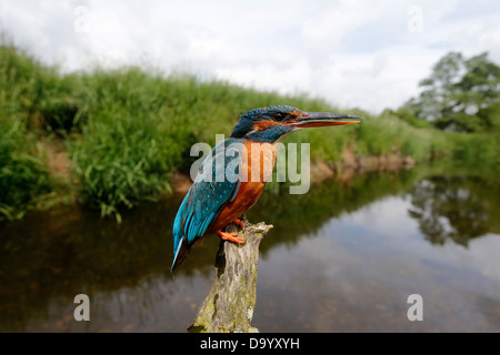 Eisvogel Alcedo Atthis, einzelne weibliche Anzeige an einem anderen Vogel, Warwickshire, Juni 2013 Stockfoto