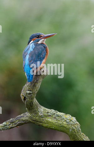 Eisvogel, Alcedo Atthis, alleinstehende Frau auf Ast, Warwickshire, Juni 2013 Stockfoto