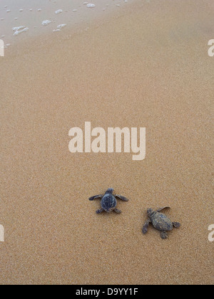 Baby-Schildkröten macht seinen Weg zum Meer Stockfoto