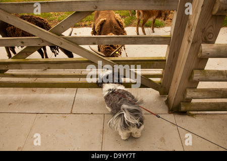 Lhasa Apso Hunde Blick auf Soay Schafe in einem zoo Stockfoto