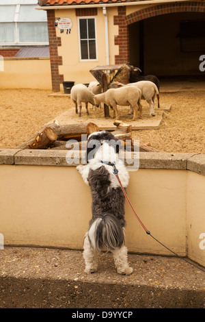 Lhasa Apso Hund aufstehen zu Schafen in einem Zoo sehen Stockfoto