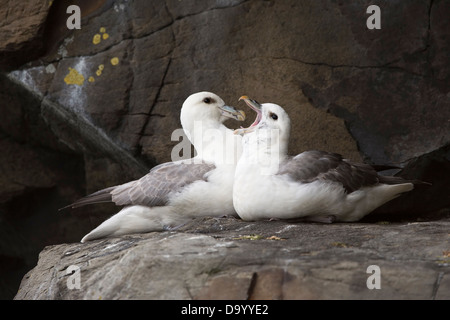 Nördlichen Fulmar (Fulmarus Cyclopoida) Erwachsenen paar ruht auf Klippe Küste Flatey Insel Breiðafjörður Island Europa Stockfoto