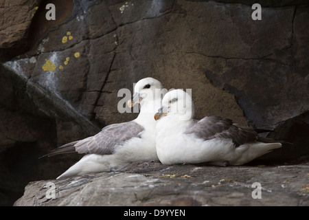 Nördlichen Fulmar (Fulmarus Cyclopoida) Erwachsenen paar sitzen auf Klippe Küste Flatey Insel Breiðafjörður Island Europa Stockfoto