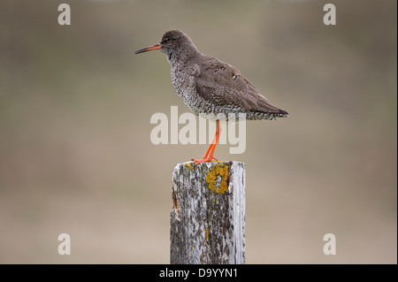 Rotschenkel (Tringa Totanus) sein Territorium zu verteidigen, während der Brutzeit Flatey Insel Breiðafjörður Island Stockfoto