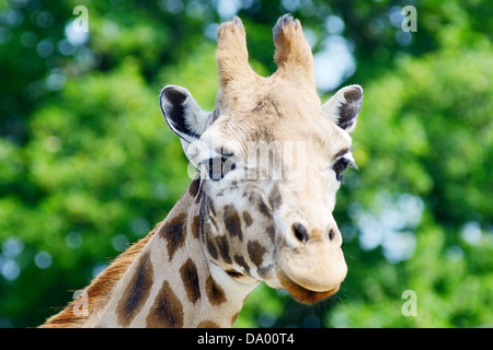 Giraffe Kopf Nahaufnahme zeigt Hörner und Muster auf Fell Stockfoto