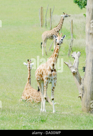 Junge Giraffe mit Mutter und Vater im Hintergrund Stockfoto