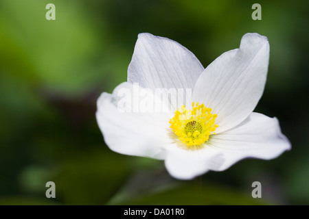 Anemone "wilder Schwan' wächst in einem englischen Garten. Stockfoto