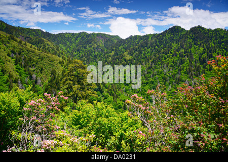 Sommer Landschaft in den Smoky Mountains in der Nähe von Gatlinburg, Tennessee. Stockfoto