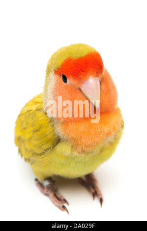 Lovebird Farben auf weißem Hintergrund Stockfoto