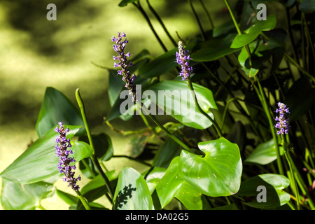 Pickerel Unkraut, eine zarte Lavendel Wasserpflanze in Nordamerika in Kanapaha Gärten in der Nähe von Gainesville, Florida beheimatet. Stockfoto