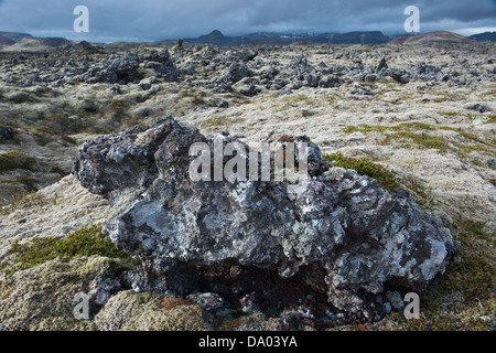 Lava Zinnen bedeckt mit langen Fransen-Moos (Racomitrium Elongatum) Island Europa Stockfoto