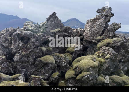 Lava Zinnen bedeckt mit langen Fransen-Moos (Racomitrium Elongatum) Island Europa Stockfoto