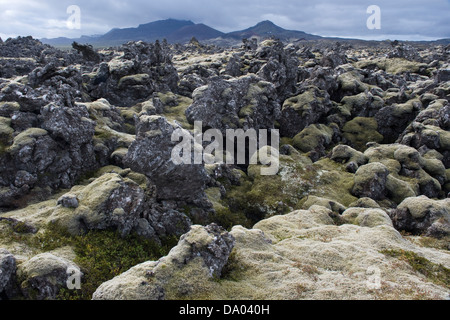 Lava Zinnen bedeckt mit langen Fransen-Moos (Racomitrium Elongatum) Island Europa Stockfoto