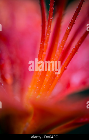 Wassertropfen auf roten Tawny Taglilien Stempel im Regen Stockfoto