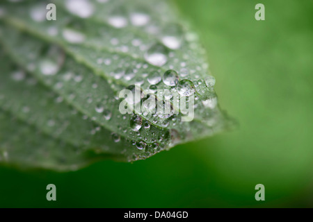 Wassertropfen auf den Blättern der grünen Hosta im Regen Stockfoto