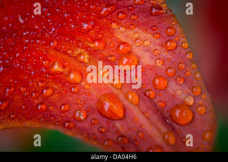 Wassertropfen auf roten Tawny Taglilien Blätter im Regen Stockfoto