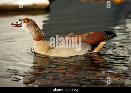 Nilgans, den Company Garden, Kapstadt, Südafrika Stockfoto