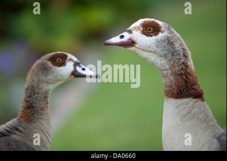 Nilgans, den Company Garden, Kapstadt, Südafrika Stockfoto