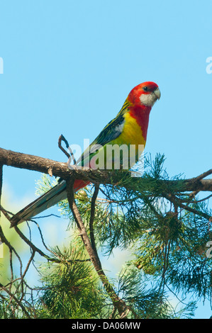 Eastern Rosella, Platycercus Eximius Pilliga Nature Reserve, NSW, Australien Stockfoto