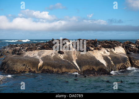 Kolonie von Robben auf Duiker Island, Hout Bay, Kapstadt, Südafrika Stockfoto