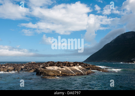 Kolonie von Robben auf Duiker Island, Hout Bay, Kapstadt, Südafrika Stockfoto