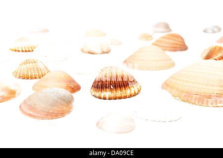 Muscheln auf weißem Hintergrund Stockfoto