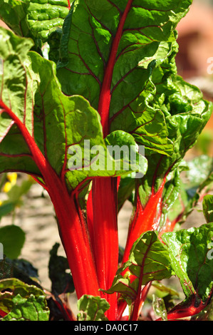 Bio Rubin Mangold in einem heimischen Gemüsegarten wachsen. Stockfoto