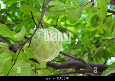 Custard Apple auf Baum Stockfoto