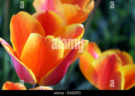 Tulpen, Orange und gelb gekippt. Stockfoto