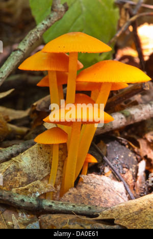 Eine Gruppe orange Mycena Pilze (Mycena Leaiana) wächst in der Laubstreu, Frontenac Provincial Park, Ontario Stockfoto